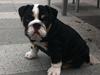Engelsk bulldog Karla