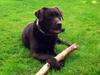 Labrador retriever Baloo<3