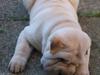 Shar pei Budda ??? R.I.P ???