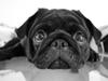 Mops Charlie
