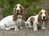 Basset hound Fred