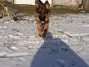 Schæferhund King