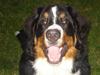 Berner sennenhund Enzo