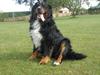 Berner sennenhund Waco [ Himmelhund]