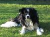 Border collie Himmelhunden Blue Border Gino