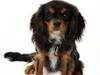 Cavalier king charles spaniel Malou