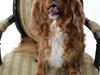 Cavalier king charles spaniel Samson