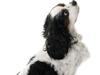 Cavalier king charles spaniel Willie
