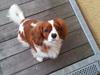Cavalier king charles spaniel Kasper