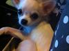Chihuahua Cody [Tidl. hund]