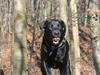 Labrador retriever Blue