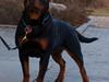 Rottweiler Fury vom hause Desteny (coco)