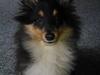 Shetland sheepdog Kennel Harmo9's Tyson.