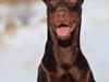 Dobermann Master Mia V Masterhof [Tidl. hund]