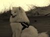 Samojedhund Cabaka's Turn It Up -"Turner"