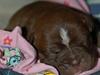 Olde english bulldogge Bergløv`s Fie