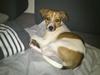Dansk svensk gaardhund Malika