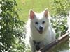 Tysk Spids Shiba