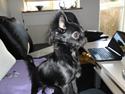 Chihuahua Issa