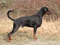 Dobermann Qui Terret Absinthe