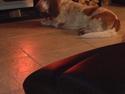 Basset hound Lotte