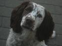 Engelsk springer spaniel Zita