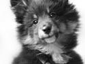 Shetland sheepdog Jessie