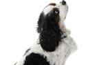 Cavalier king charles spaniel Willie