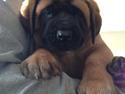 Mastiff conrad