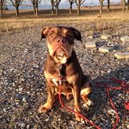 Olde english bulldogge Carlos