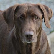 Labrador retriever Mille