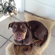 Olde english bulldogge Carlos