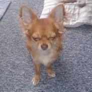 Chihuahua High Fly miss you(Asta)