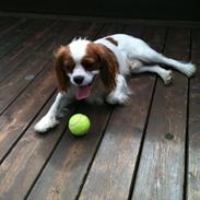 Cavalier king charles spaniel Anton