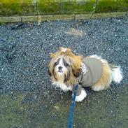 Shih tzu Mollie