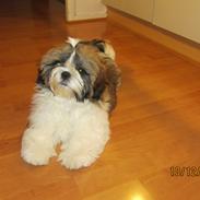 Shih tzu Mollie