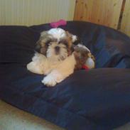 Shih tzu Mollie
