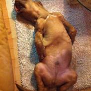 Dogue de bordeaux Hannibal