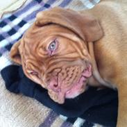 Dogue de bordeaux Hannibal
