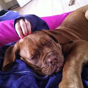 Dogue de bordeaux Hannibal