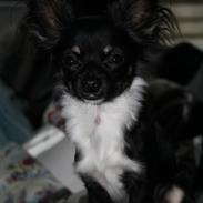 Chihuahua Milo