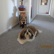 Shih tzu Mollie