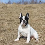 Fransk bulldog charlie