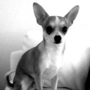 Chihuahua Benny