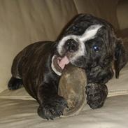 Olde english bulldogge Ozzy Rimpler