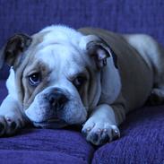 Engelsk bulldog Molly