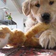 Golden retriever Buddy