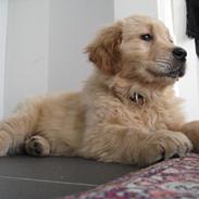 Golden retriever Buddy