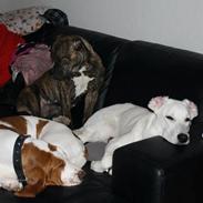Basset hound Fred
