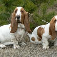Basset hound Fred